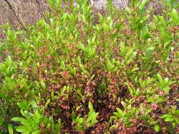 Image result for Ochna arenaria