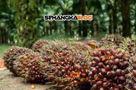Penyelesaian pembajaan pokok sawit anda di sini! 4 Dampak Negatif Akibat Losses Panen Di Perkebunan Kelapa Sawit