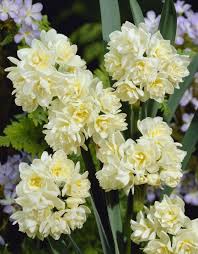 Narcissus Early Cheer I M Looking Forward To The Spring With Several Double Blooms On Each Stem The Scent Is Absolutel Daffodils Narcissus Beautiful Flowers