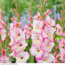 Image result for Gladiolus melleri