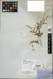 Image result for Caesalpinia glandulosopedicellata