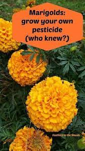 Why marigold plant is good for killing mosquitoes? Marigolds Grow Your Own Pest Spray Try This Growing Marigolds Pest Spray Marigolds In Garden