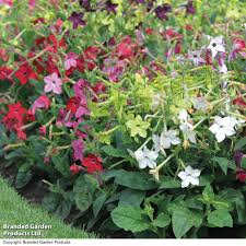 Image result for Nicotiana x sanderae `Perfume`F1