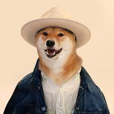 Mensweardog In Our Reward Hat Menswear Dog Stylish Dogs Dog Presents