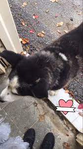 dog hayvanlar kopek kedi