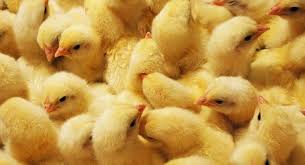 Image result for images broiler chicks and water pressure