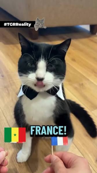 19/19 WINS: Meet Billy, the 1-year-old "Oracle Cat" dominating World Cup  predictions! 🐾🔮, Move over Paul the Octopus, this British Shorthair,  @billy_heartnose from Northern Ireland has officially ...