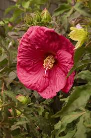 Image result for Hibiscus Red 2015 Vito