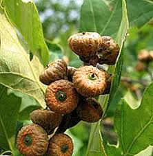 Ini akan memberi gambaran sebenar keseluruhan rupa bentuk taman yang akan dibina. Jenis Oak Wakil Popular Genus Dengan Keterangan Dan Gambar Pengeluaran Tanaman