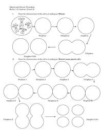 Meiosis Stages Worksheet In 2020 Biology Worksheet Mitosis Meiosis