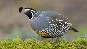 Birds That Start With Letter I What Are Some Animals With Names Beginning With The Letter Q In 2020 Animals Quail Wildlife Sanctuary