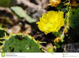 Browse succulents by common name: Texas Cactus Flower The Design Interior