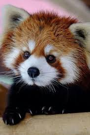Dis Haz Been A Long Time In Captivity Donts Get Any Ideas Of Keepin Me Fer A Pet Red Panda Cute Animals Animals Beautiful Baby Animals