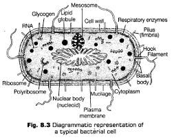 Maybe you would like to learn more about one of these? Cell The Unit Of Life Class 11 Notes Biology Chapter 8 Cbse Tuts