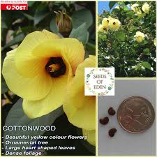 Image result for Hibiscus tiliaceus