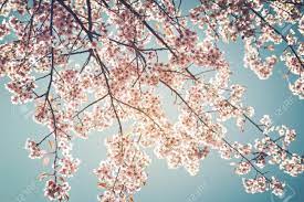 Maybe you would like to learn more about one of these? Beautiful Vintage Sakura Tree Flower Cherry Blossom In Spring On Blue Sky Background Vintage Color Tone Style Stock Photo Picture And Royalty Free Image Image 70551543