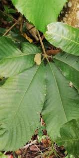 Image result for Myrianthus arboreus