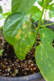Image result for tomato seedling xanthomonas vesicatoria