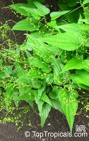 Image result for Dioscorea hirtiflora