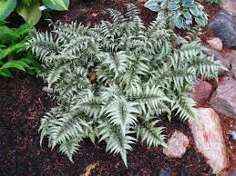 Image result for Athyrium