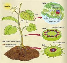 Fisiología vegetal