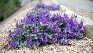 Image result for Hardenbergia