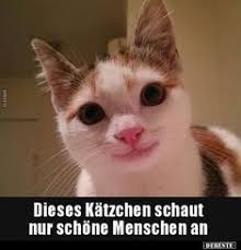 Die 200 Besten Bilder Zu Katzen Mit Spruch In 2020 Katzen Katze Lustig Lustige Katzen