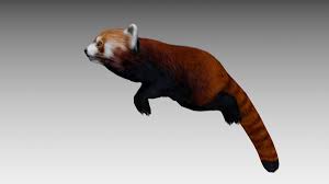 Red Panda 3d Animals Unity Asset Store In 2020 Red Panda Animals Panda 3d