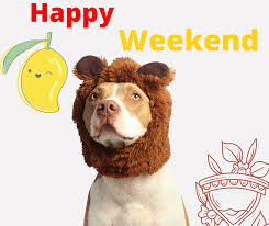 Happy Weekend Training Your Dog Dogs Dog Training School