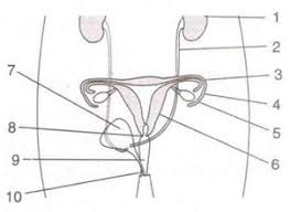 (i) the human female reproductive system which produces eggs is ovary. Chapter 13 The Reproductive System Concise Biology Part Ii Selina Solutions For Class 10 Biology Icse Topperlearning