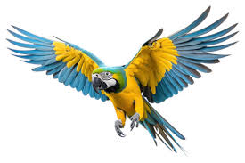 Image result for tbn:ED285OK8yRCGdM::www.hawanaajd.com/backgd/data/media/4/Wallpapers_-_Parrots_-_01.jpg