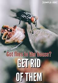 How To Get Rid Of Flies In The House Simple At Home Get Rid Of Flies House Fly Infestation House Fly Traps