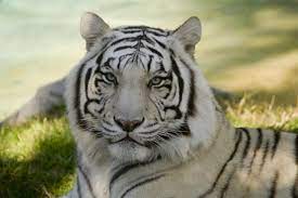 If you see some white tiger hd wallpapers you'd like to use, just click on the image to download to your desktop or mobile devices. White Tiger Wallpaper Wall Mural