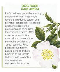 Dog Rose Uses Healing Herbs Herbs For Health Magical Herbs