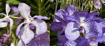 Image result for Vanda coerulea