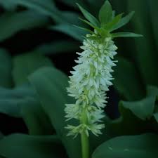 Image result for Eucomis zambesiaca