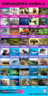Endangered Species 90 Endangered Animals We Need To Save Right Now Visual Dictionary Endangered Animals Animals Name In English Endangered