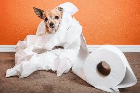 Check spelling or type a new query. Why Is My Dog Peeing In The House And How To Stop Them Gold Eagle Co