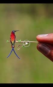 Meet Dirt The Nevada Railway Cat That Always Looks Like He Needs A Bath Pet Birds Pretty Birds Beautiful Birds