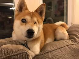 However, we do get more older dogs than puppies the puppies and young shelties are the ones who always get chosen first. Adopt Savingshibas Com