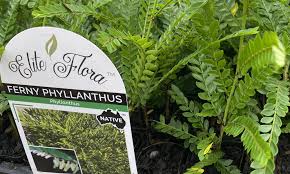 Image result for Phyllanthus