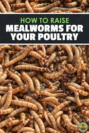 How To Raise Mealworms For Feed Fishing Or Fun Meal