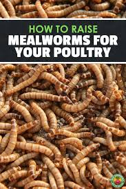 how to raise mealworms for feed fishing or fun meal