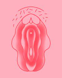 Vagina ruvida