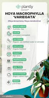 Image result for Carvalhoa macrophylla