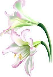 Pin On Flowers