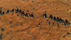 Featuring beautiful artwork and animated narration, this interactive story is so engaging that kids you can listen online to free english audiobook how the camel got his hump by rudyard kipling on our website. An Oasis Rediscovered Finding The Lost Wells Of The Simpson Desert Abc News Australian Broadcasting Corporation