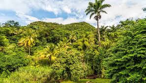 Dominica is a member of the caribbean community and common market (caricom) and issues standard caricom passports, which are icao compliant. Dominica World Travel Guide