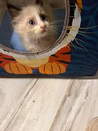 Kitten Jagger adopted by loyal volunteer