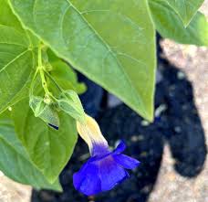Image result for Thunbergia battiscombei